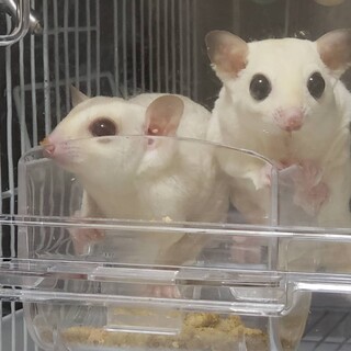 フクロモモンガ2歳ペア