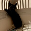 わんぱく3兄妹☆えまちゃん☆短いカギしっぽ☆