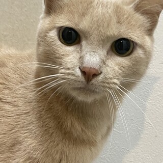 ????新しい親を探しています！????