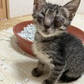 たくさんケアしてきた拾い猫ちゃんです！