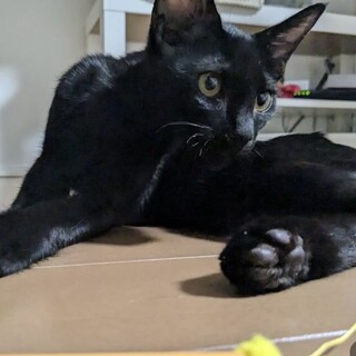 黒猫　子ねこ　おてんば娘！