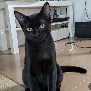 黒猫　子猫　おっとりフワフワ