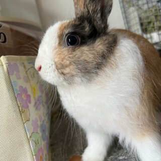 生後10ヶ月　雑種のおとなしく人慣れした男の子です