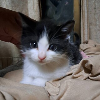 4兄弟！ハチワレのチビちゃん♪