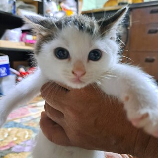 とっても可愛い白黒の小さい仔猫。