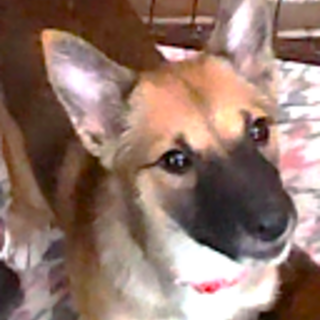 茶色の毛並みで胸に十字架の模様がある女の子『ウタ』