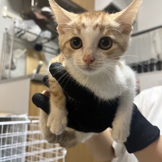 子猫の里親様募集中
