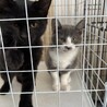 兄弟保護猫ちゃん里親様見つかりました(*˘︶˘*) サムネイル2