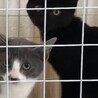 兄弟保護猫ちゃん里親様見つかりました(*˘︶˘*) サムネイル3