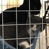 兄弟保護猫ちゃん里親様見つかりました(*˘︶˘*) サムネイル4