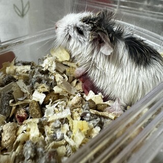 11/25〜ロボロフスキーハムスター 性別指定不可