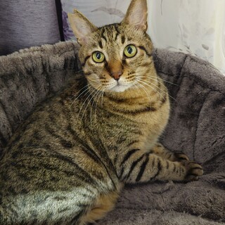 幸せを運ぶかぎしっぽの男のコ