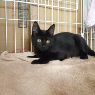 幸運を呼ぶゴールドアイの甘えん坊黒猫！