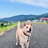 の写真