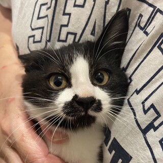 唯一無二の個性的な模様しろろ姫