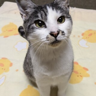 ★家族決定★シルバーグレーの美猫【ポルカ】