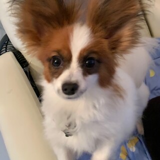 まだまだお子ちゃま♪甘えん坊のパピヨンくん！