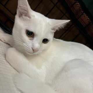 シャイな甘えん坊 おうじくん