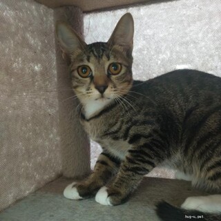 甘えん坊で陽気　あんちゃん