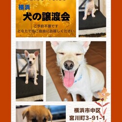 犬の譲渡会