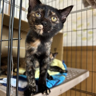 運動神経抜群なサビ猫　4ヶ月のひじきちゃん女の子