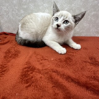 天真爛漫おませな3兄弟初参加！幸運の青い瞳❤ステラ