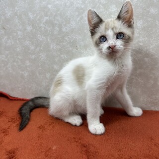 兄妹で幸せ探して初参加！慣れ慣れ❤モグモグ