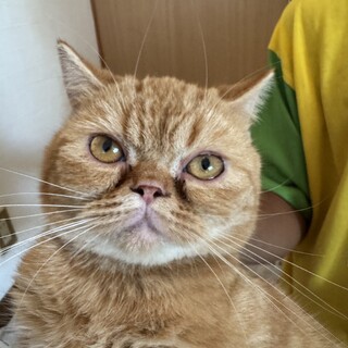 【保護】エキゾチックショートヘアー女の子