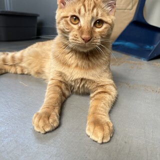 ☆遊ぶの大好きな茶トラくん☆仔猫