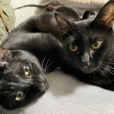 鉄兄ちゃんとボク。黒猫コンビは仲良しです(^^)