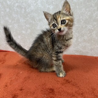 3兄弟❗️ボランティア様に感謝感謝の譲渡会❤みりん