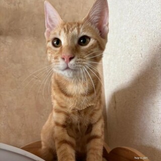 人馴れ抜群　甘えん坊　よしだくん