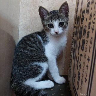 甘えん坊美男子　あきばくん