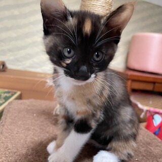 おでこの葉っぱマークが可愛い♡おちばちゃん