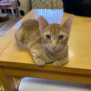 元気♫フレンドリー♫茶トラ男子