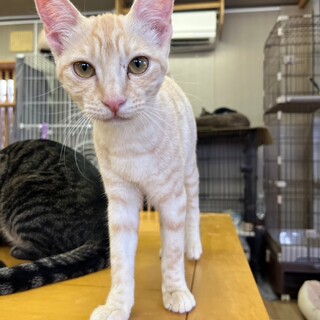 元気☆甘えん坊♡クリーム茶トラฅ•ﻌ•´ฅ