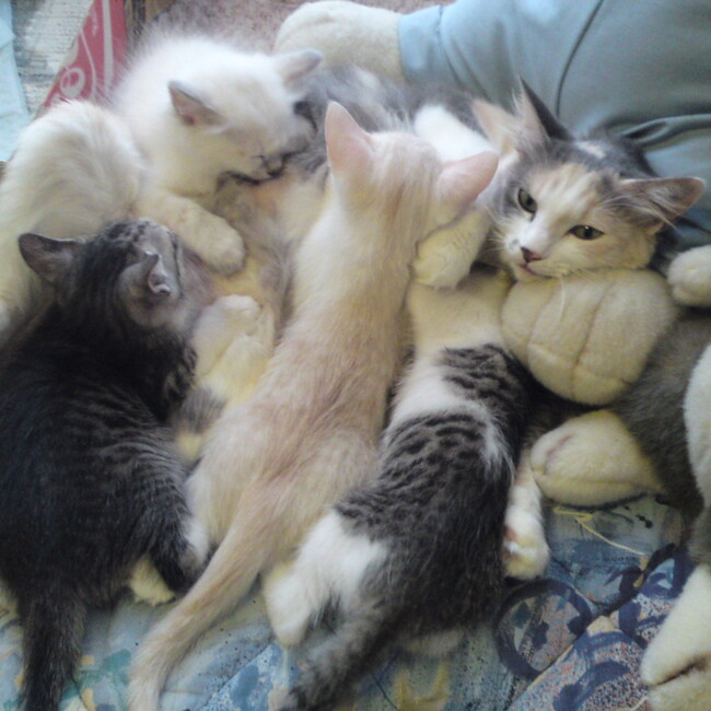 南アルプスのカバー写真