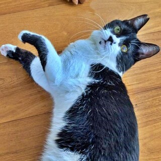 お膝大好きな超甘えん坊さん♡白黒の『いっくん』