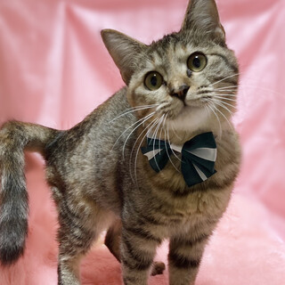 超なれなれ！犬みたいに人懐っこい子猫『むぎゅ』