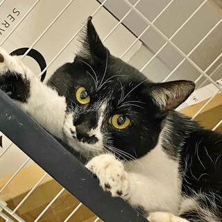 イケメンの白黒猫『三郎くん』に幸せな第二の猫生を！