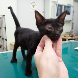 右目の状態が心配な黒い子猫の月（つき）ちゃん