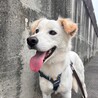 真っ白な毛の【ムタさん⠀】 サムネイル2