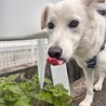 真っ白な毛の【ムタさん⠀】 サムネイル3