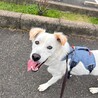 真っ白な毛の【ムタさん⠀】 サムネイル4