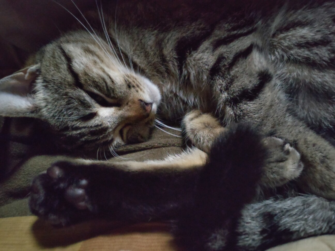 虎鞠（こまり）