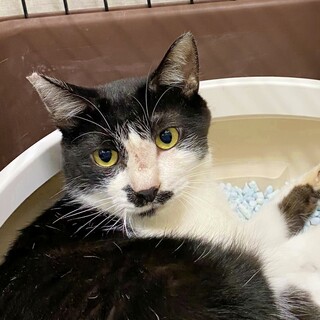 ちょび髭がダンディな『五郎丸くん』