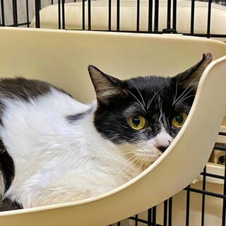 【トライアル中】むつみちゃんに穏やかな第二の猫生を