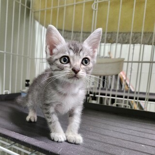 処分対象 可愛い サバトラの子猫