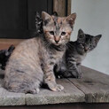 キジサビmix♡生後2ヶ月の女の子♡子猫♡4兄妹