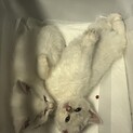 生後2ヶ月の子猫です。雄と雌